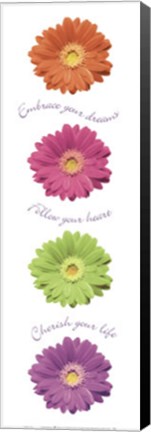 Framed Gerbera Daisies Print
