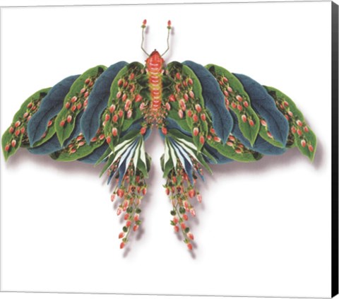 Framed Agean Alarius Print