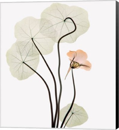 Framed Nasturium Print