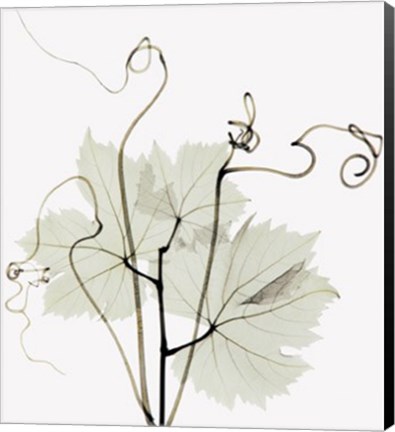 Framed Grapevine &amp; Tendrils Print