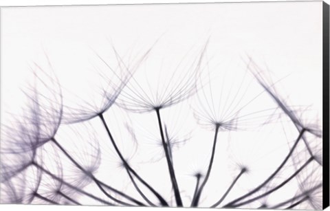 Framed Whispers Print