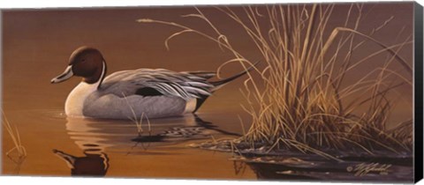 Framed Amber Light - Pintail Print