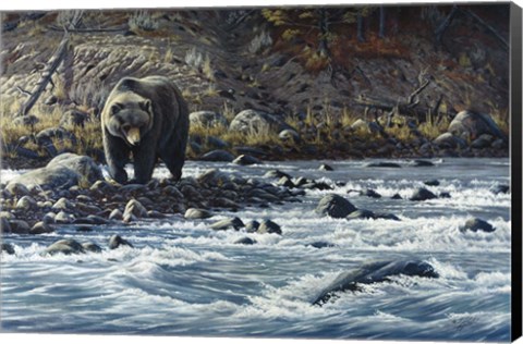 Framed Along The Yellowstone - Grizzly Print