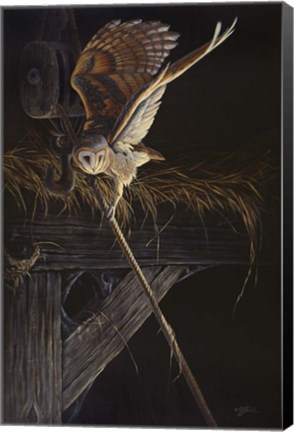 Framed Tight Rope Barn Owl Print