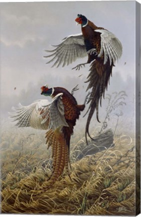 Framed Ringneck Rivalry Print