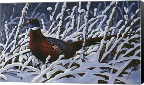 Framed Fresh Snow - Ringneck Pheasant Print