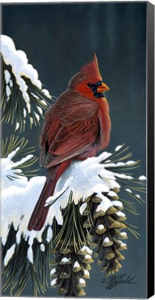 Framed Winter Cardinal Print