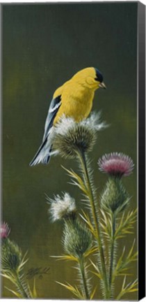 Framed Goldfinch On Thistle Print