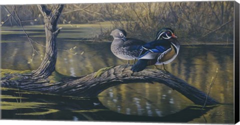 Framed Spring Pair - Wood Ducks Print