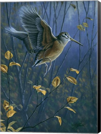 Framed Woodcock On The Wing Print