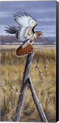 Framed Corner Post - Red Tailed Hawk Print
