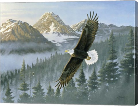 Framed Soaring Eagle Print