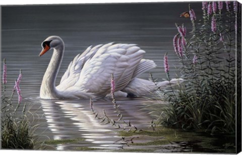 Framed Summer Idyll - Mute Swan Print