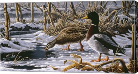 Framed Spring Thaw - Mallards Print