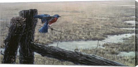 Framed April Showers - Eastern Bluebird Print