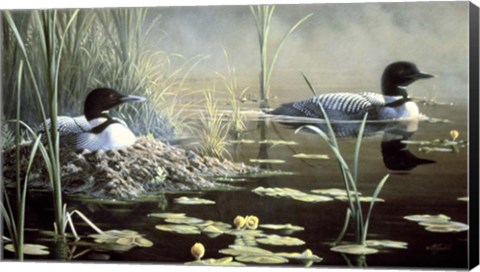 Framed Nesting Loons Print
