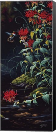 Framed Ruby Throated Hummingbird Print