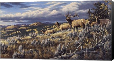 Framed King Of The Hill - Elk Print