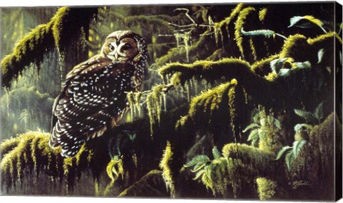 Framed Spirit Of Ancient Forests - Spotted Owl Print
