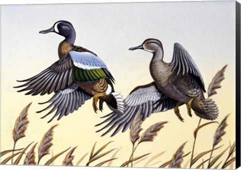 Framed 1981 Blue-Winged Teal Print