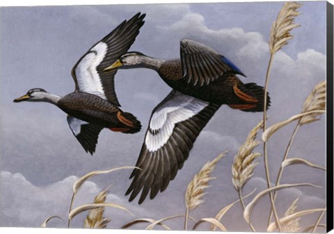 Framed 1982/1983 Black Ducks Print