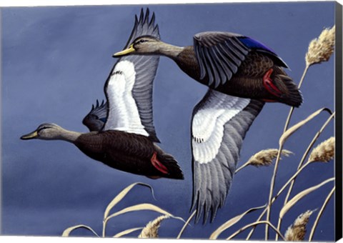 Framed 1984 Black Ducks Print