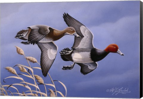 Framed 1986 Redhead Ducks Print