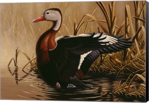 Framed 1988 Black Bellied Whistling Duck Print