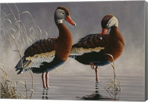 Framed 1989 Black Bellied Whistling Duck Print