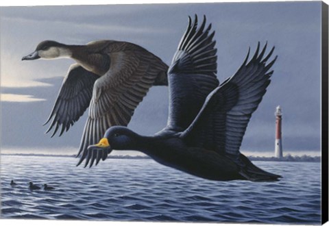 Framed 1990 Black Scoters Print