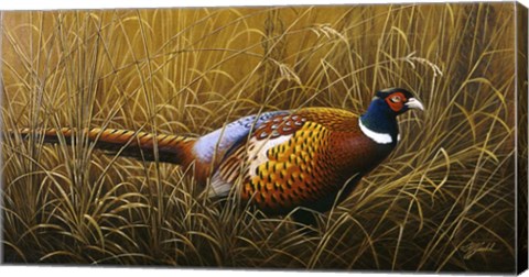 Framed Sneaking Through The Long Grass - Ring Neck Pheasant Print