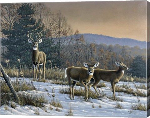 Framed Prime Time - Whitetail Deer Print
