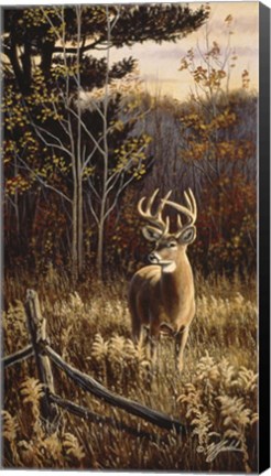 Framed Autumn Whitetail Print