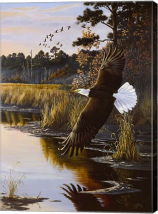 Framed Wings Of Autumn - Bald Eagle Print