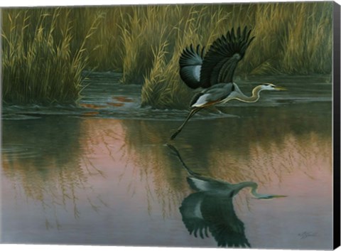 Framed Evening Flight - Great Blue Heron Print