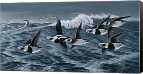 Framed Rough Day On The Bay - Oldsquaw Ducks Print