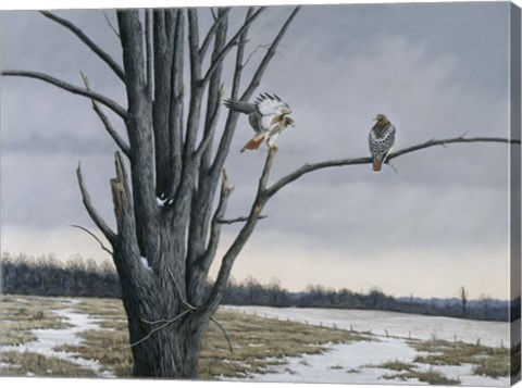 Framed Old Elm &amp; Redtails Print