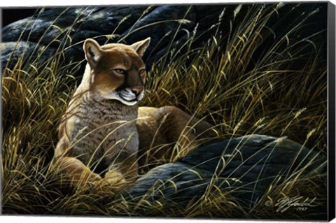 Framed Cougar In The Grass Print