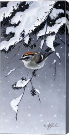 Framed Winter Sprite - Golden Crown Kinglet Print