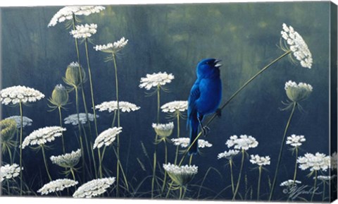 Framed Indigo &amp; Lace - Indigo Bunting Print