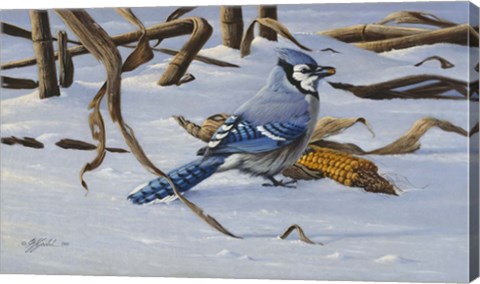 Framed Bluejay Print