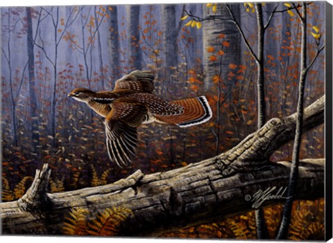 Framed Windfall Glider - Ruffed Grouse Print