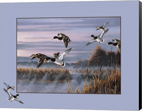 Framed Ducks In Flight 1 Print
