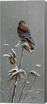 Framed Gentle Snowfall - Kestrel Print