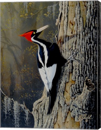 Framed Ivory Bill Print