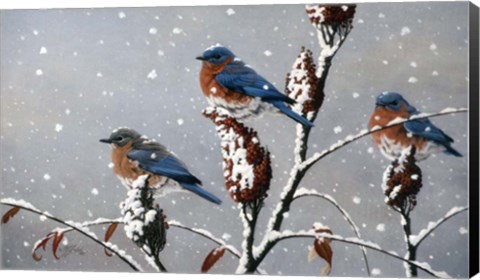 Framed Winter Trio Print