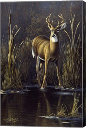 Framed Whitetail Buck Print