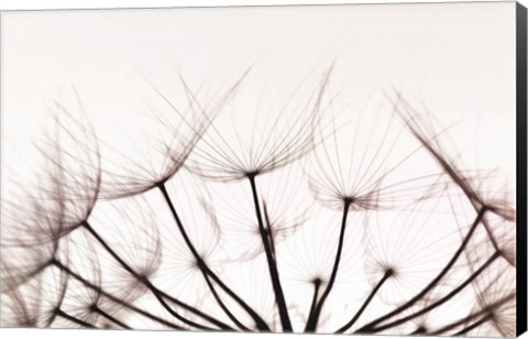 Framed Whispers - Sepia Print