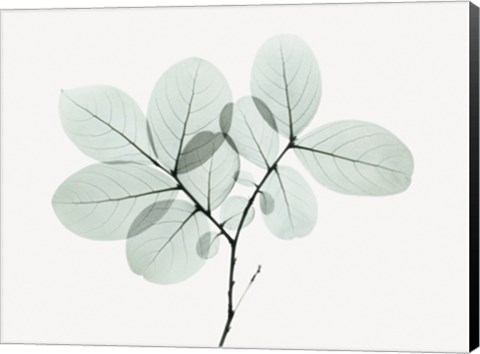 Framed Myrtle Tree Print