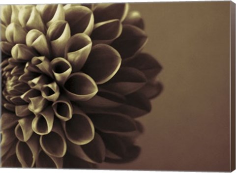 Framed Chocolate Dahlia I Print